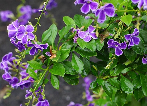 金露花耐寒多少度