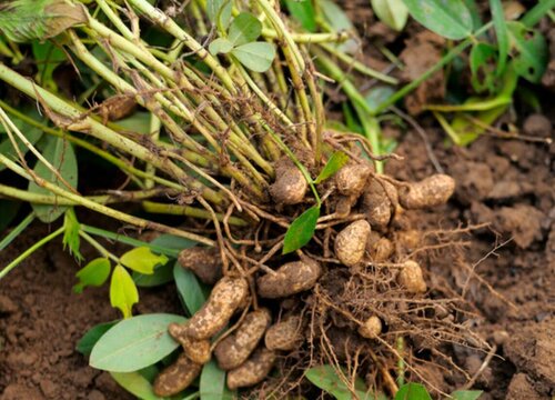 花生打什么药好