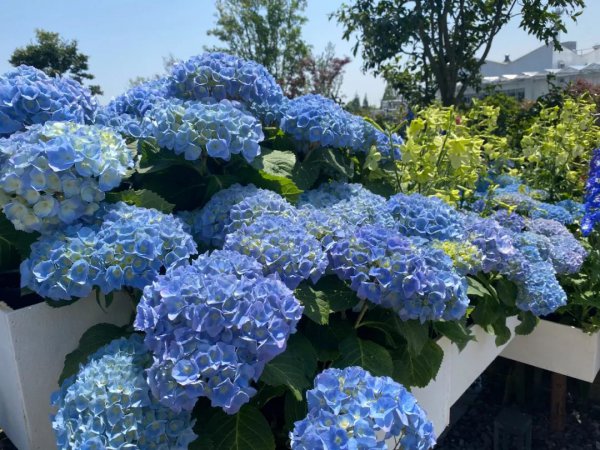 最名贵的十种花卉名称及图片