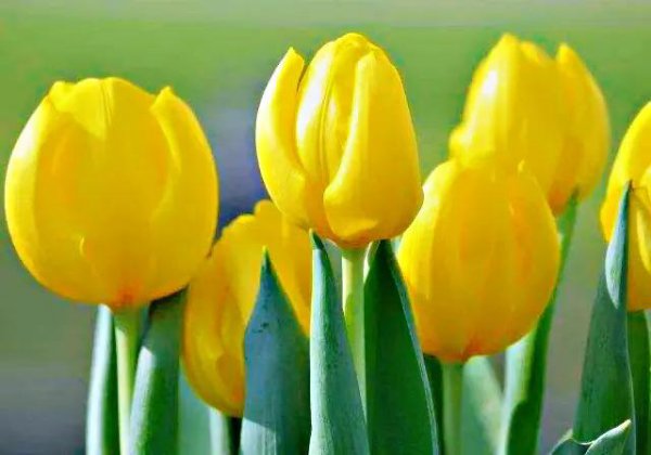 最名贵的十种花卉名称及图片