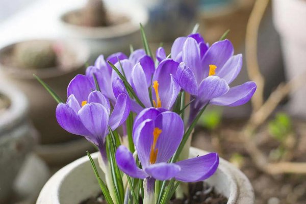 最名贵的十种花卉名称及图片
