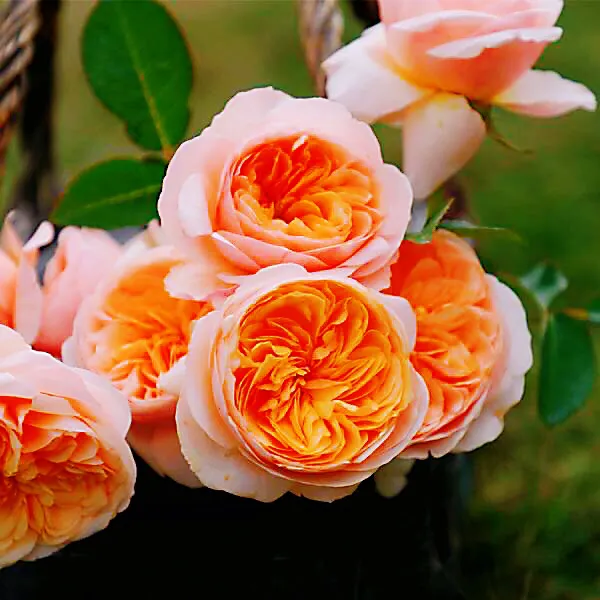 最名贵的十种花卉名称及图片