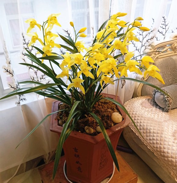 最名贵的十种花卉名称及图片