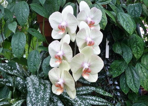 蝴蝶兰如何施肥