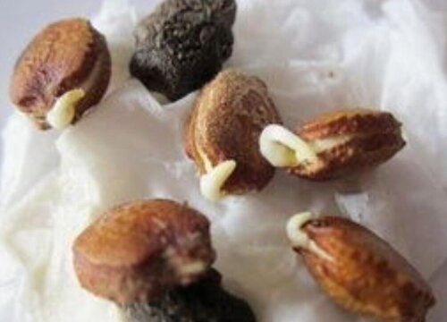 苦瓜种子什么时候播种最好