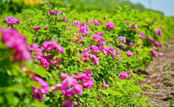 怎么感谢别人的帮忙实际行动