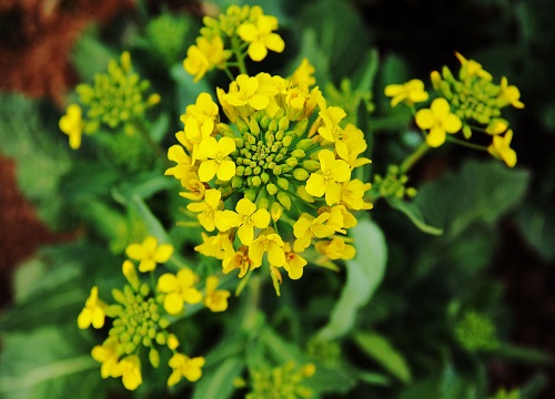 油菜花的叶子像什么形状