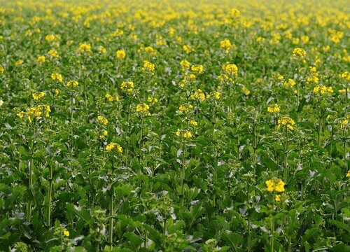 油菜花的叶子像什么形状