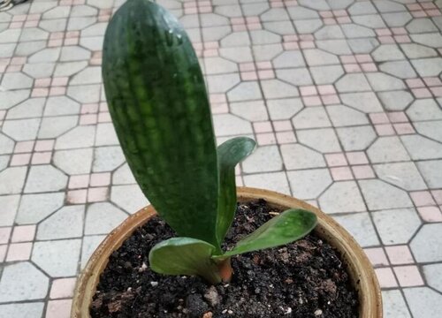 养了很久的君子兰不开花怎么办