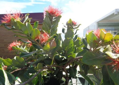 榕树盆景开花吗