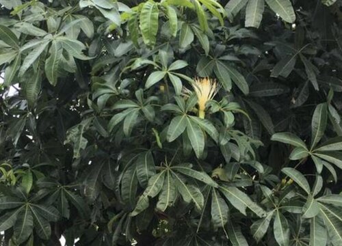 榕树盆景开花吗