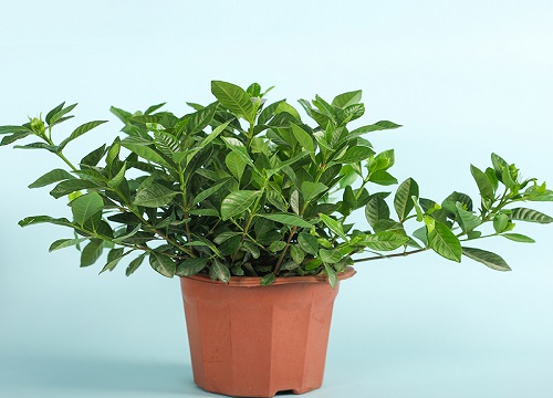 买回的栀子花黄叶又落蕾是什么原因引起的