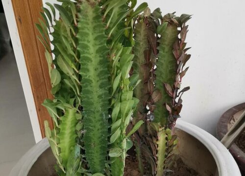 龙骨花的风水作用