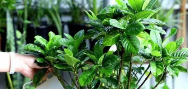 家庭养花如何正确使用硫酸亚铁