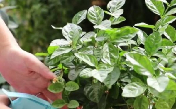 家庭养花如何正确使用硫酸亚铁