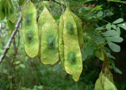 黄花梨的生长周期是多长时间