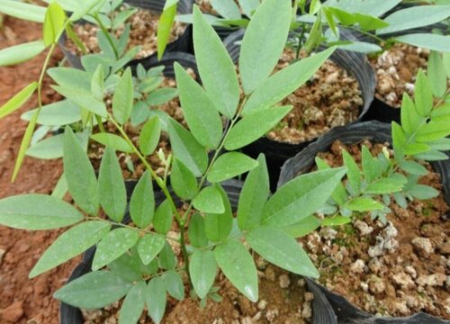 黄花梨的生长周期是多长时间