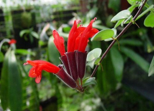 口红花都有哪些养护技巧