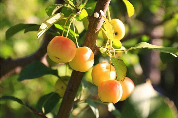 海棠花有几种品种图片大全