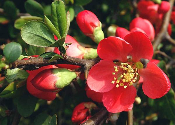 海棠花有几种品种图片大全