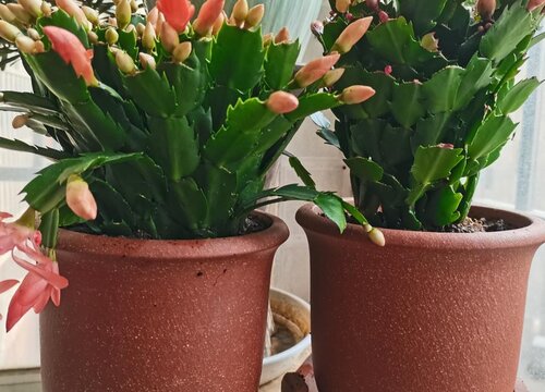 蟹爪兰花苞太多怎么办