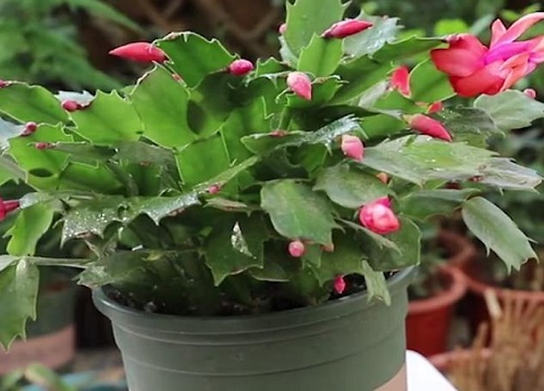 蟹爪兰花苞太多怎么办