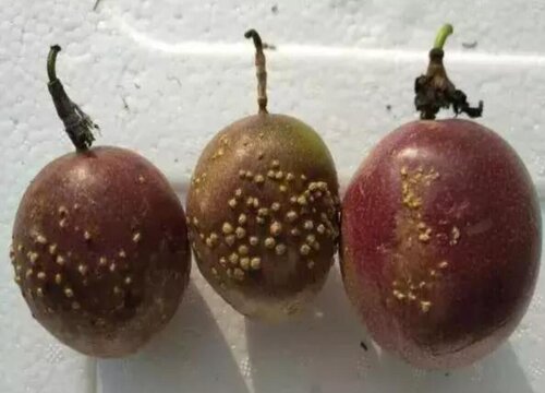 百香果代表什么象征意义