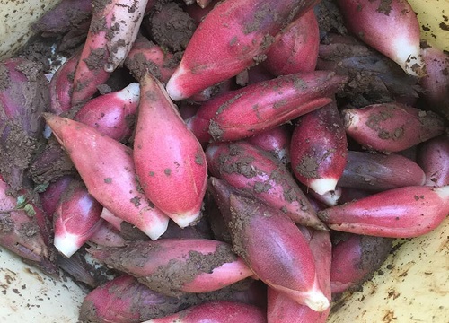 种植洋火姜赚钱吗