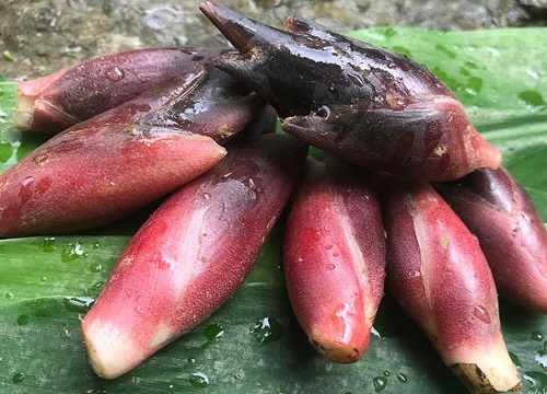 种植洋火姜赚钱吗