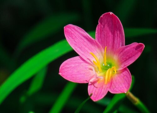 葱兰开花后怎么修剪