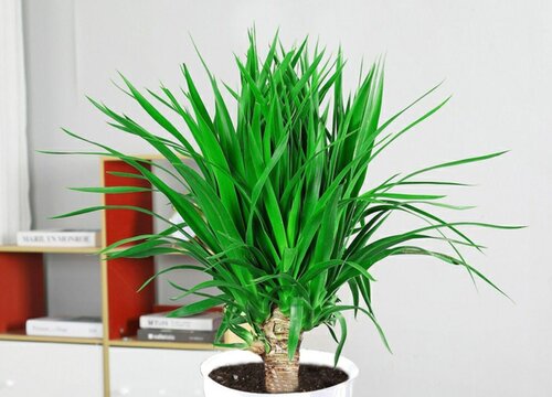 龙须树的寓意与风水