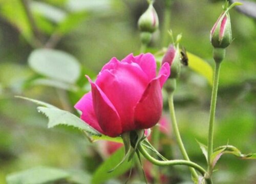 月季冬天长出新芽怎么处理