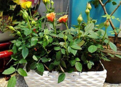 月季冬天长出新芽怎么处理