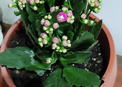 长寿花叶片发黄脱落该怎么办