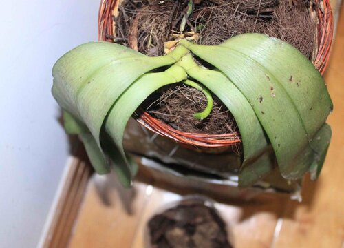 夏季蝴蝶兰根腐病如何防治