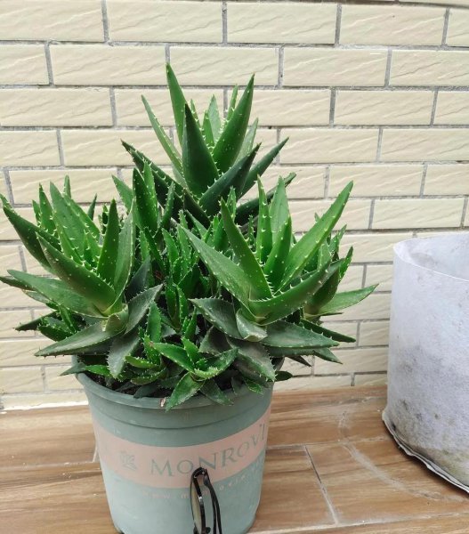 除甲醛植物十大排名