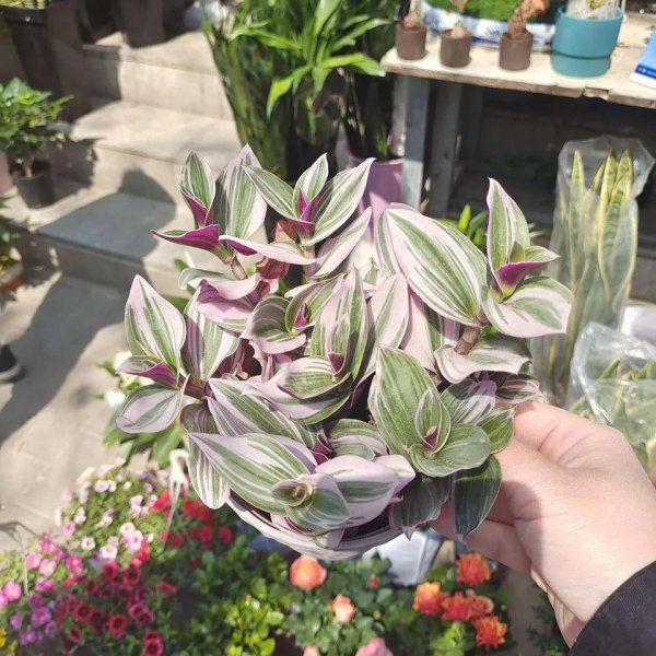 除甲醛植物十大排名