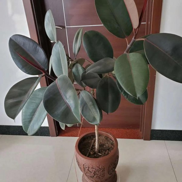 除甲醛植物十大排名