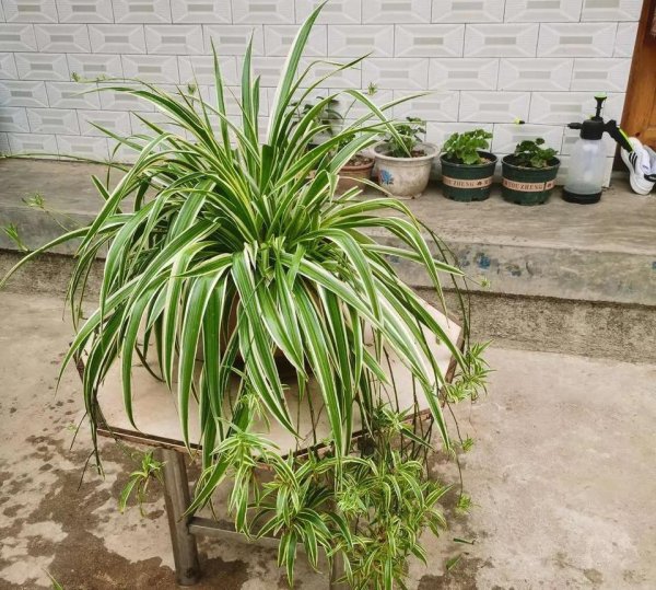 除甲醛植物十大排名