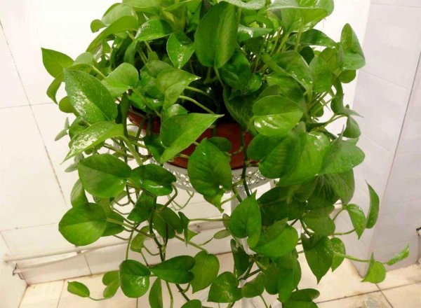 除甲醛植物十大排名