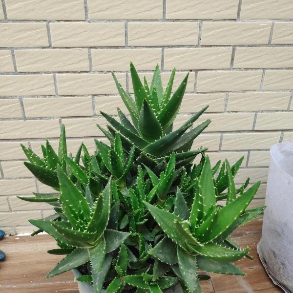 除甲醛植物十大排名