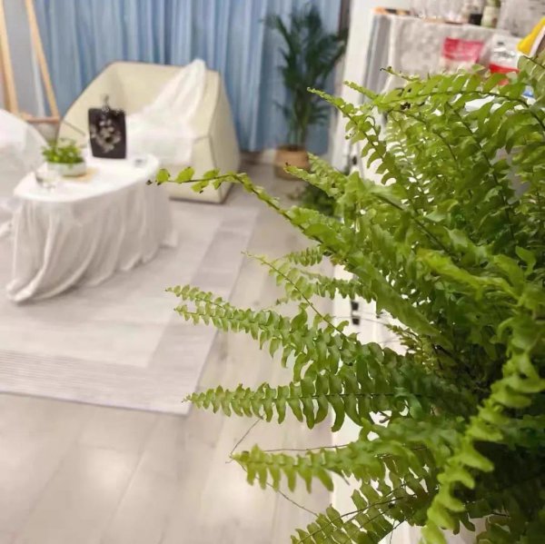 除甲醛植物十大排名