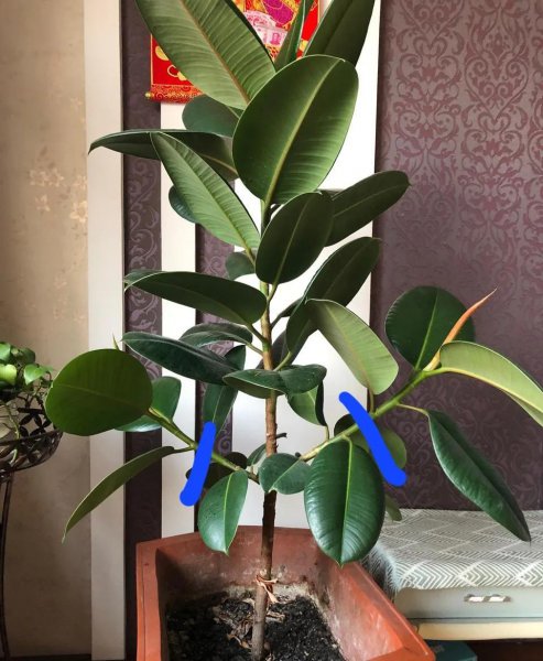 除甲醛植物十大排名