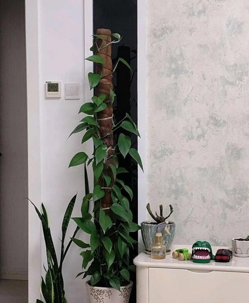 除甲醛植物十大排名