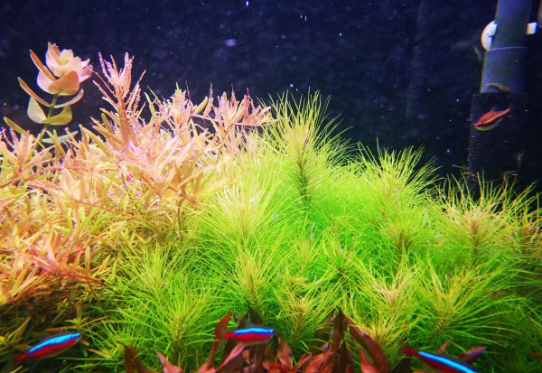 水草怎么养长得好