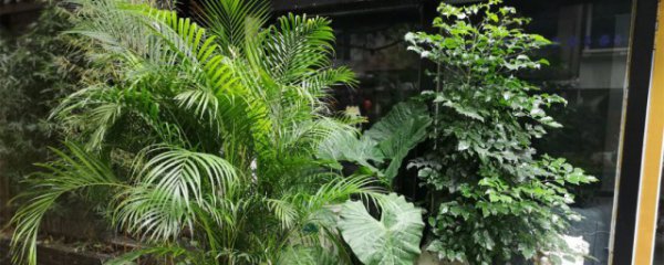 适合摆放在客厅的植物