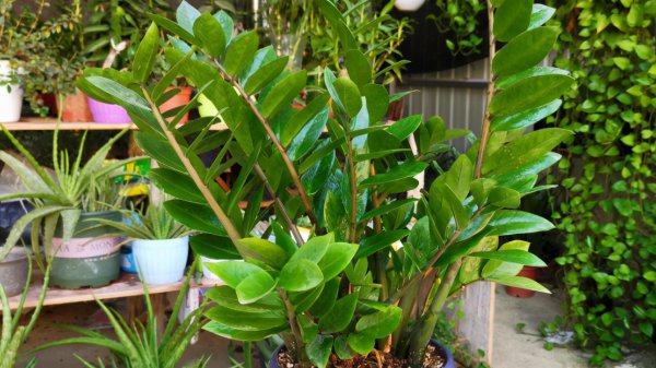 用叶繁殖的植物有哪些