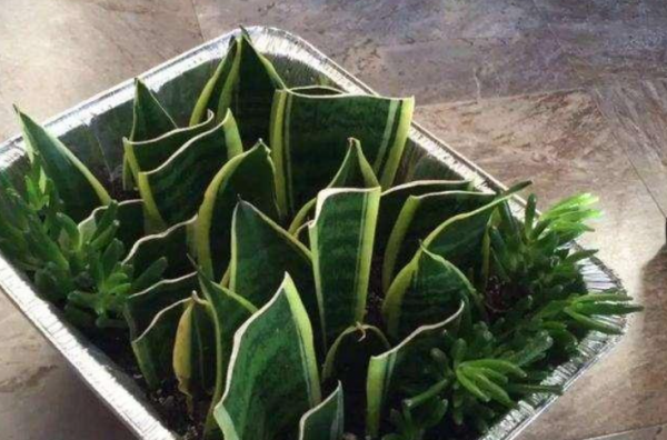 用叶繁殖的植物有哪些