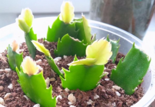 用叶繁殖的植物有哪些