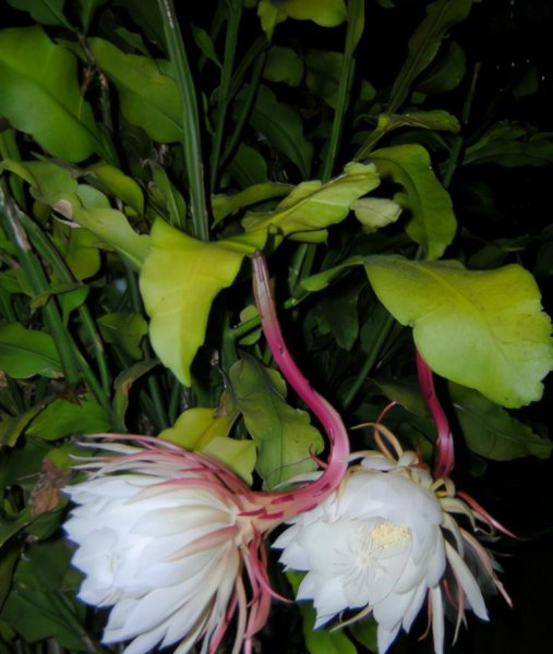 用叶繁殖的植物有哪些